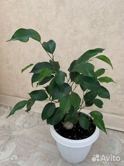 Бенджамина