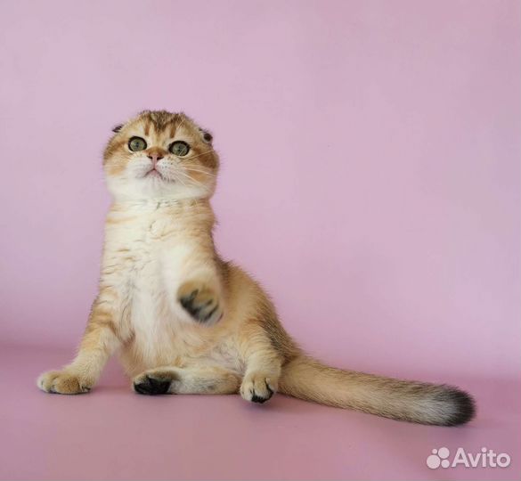 Шотландская вислоухая красотка