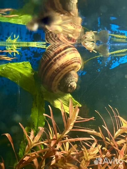 Улитки кролик,геркулес, ампулярии