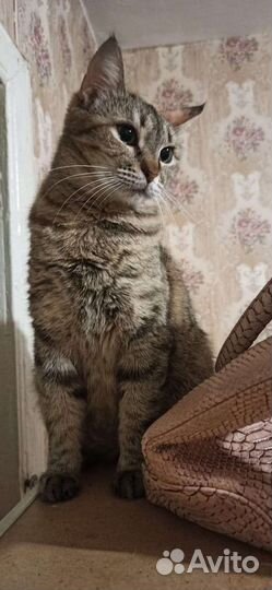 Дося ищет дом