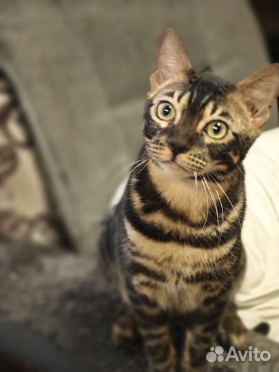 Бенгальская