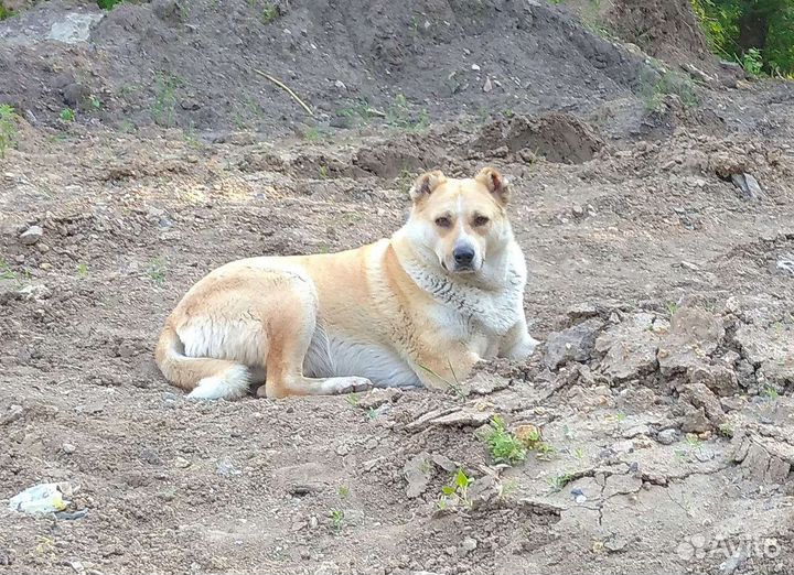 Необыкновенный Рыжик