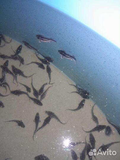 Подрощенный малек бестера и других рыб