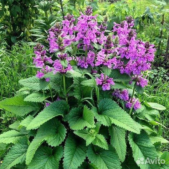 Цветы многолетники