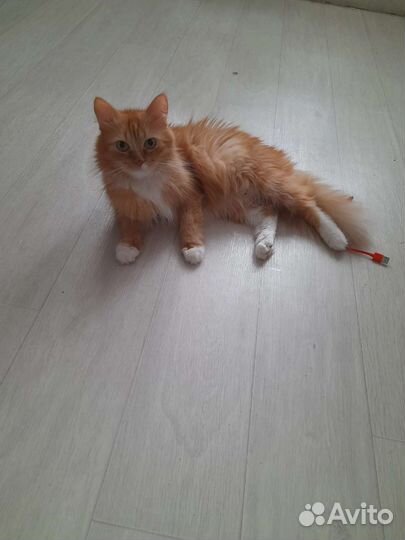 Петя и Бакс