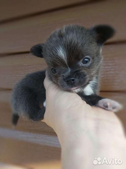 Чихуахуа мини мини мальчик