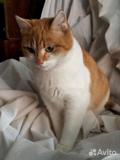 Котик ищет дом