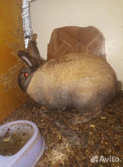 Кролик декоративный Вязка