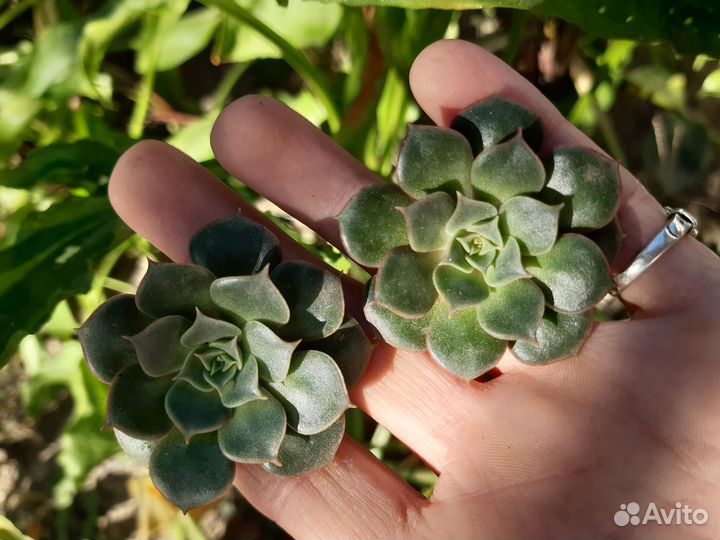 Суккуленты 7