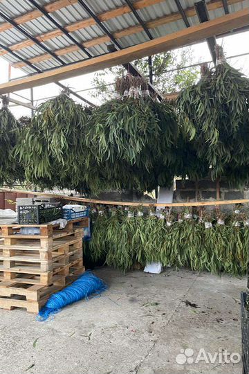 Эфкалипт веник для бани