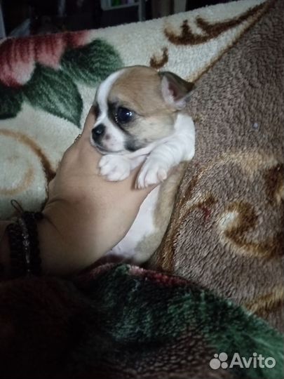 Щенки чихуахуа
