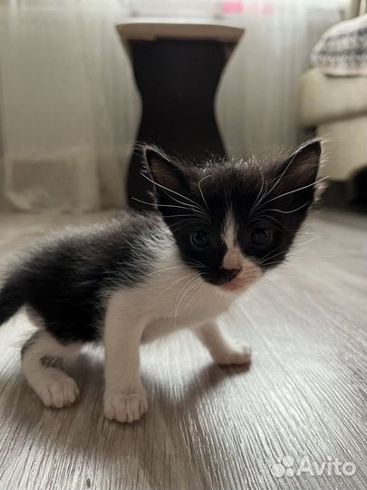 Котята от Сиамской кошки