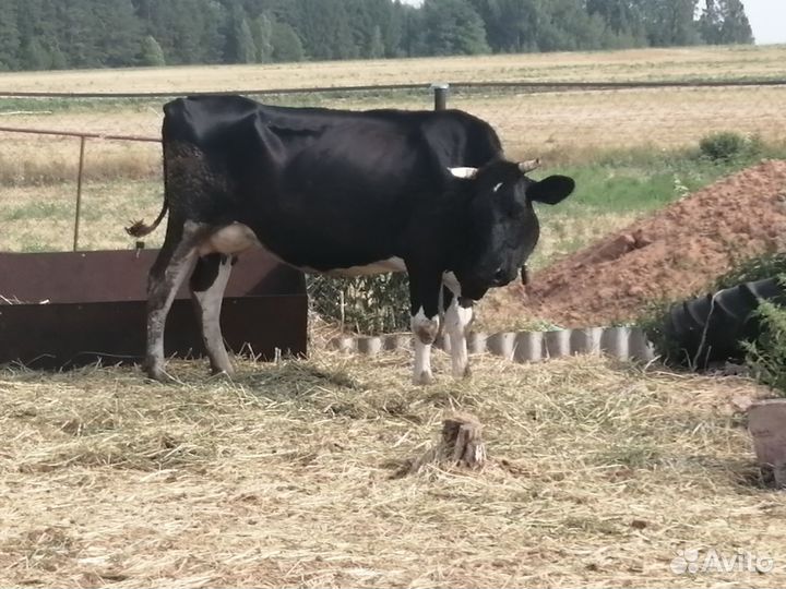 Корова дойная