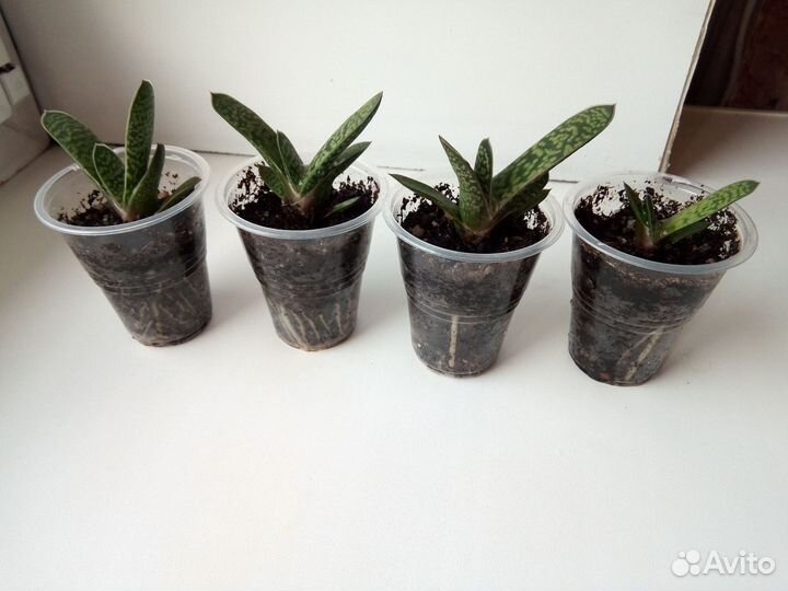 Гастерия, хавортия, маммиллярия