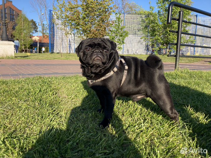 Мопс вязка мальчик