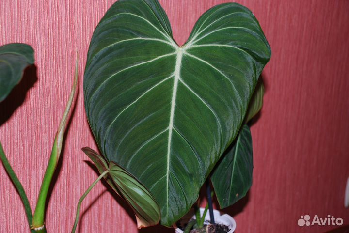 Филодендрон Адрианум&Верокоссум