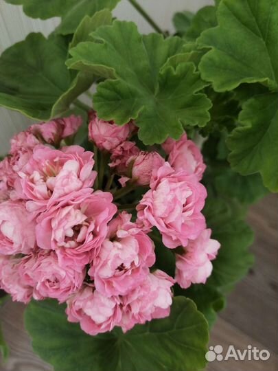 Пеларгония герань сортовые
