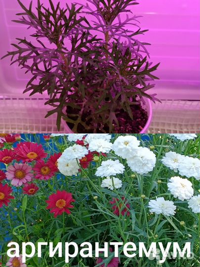 Аргирантемум