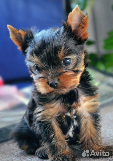 Кукольные миники с родословной в Уфе