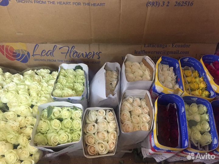 Розы оптом и в розницу