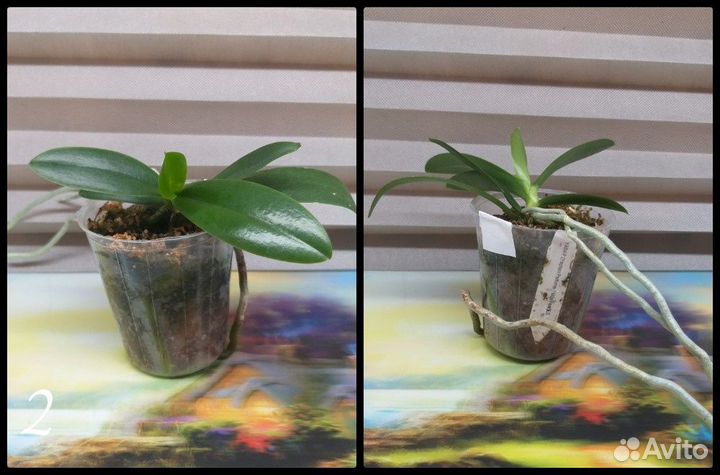 Комнатные растения цветы