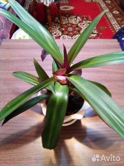 Трандексация Рео