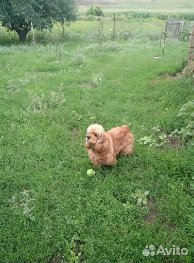 Кокер спаниель. Американец.Вязка