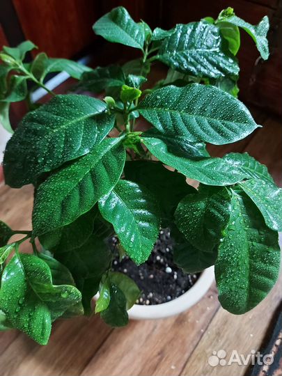 Кофейное дерево, кофе аравийский