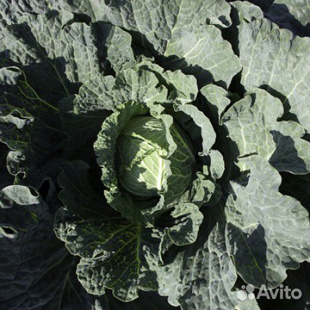 Семена Капусты 