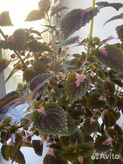 Колеусы вегетативные