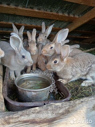 Кролики Мясо кролика