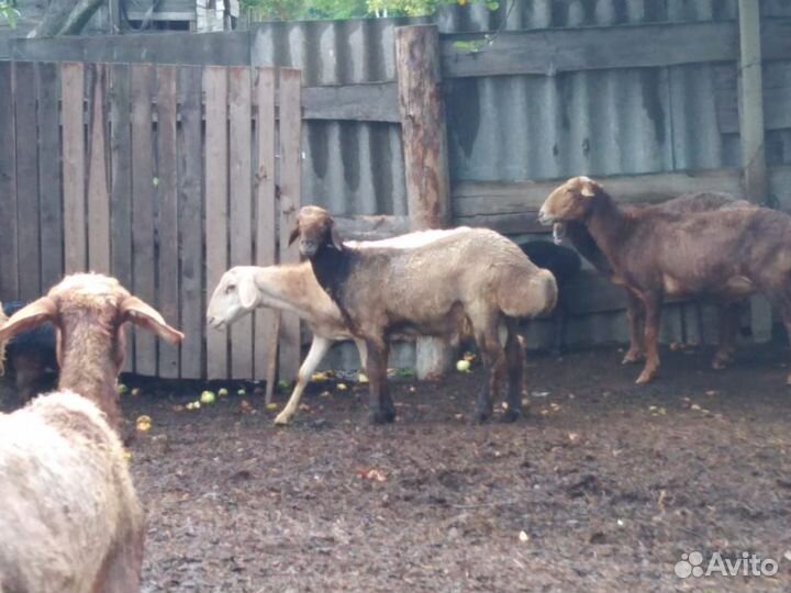 Овцы голов