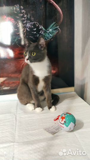 Отдам кошечку Дольку