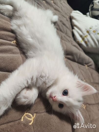 Котёнок ангора