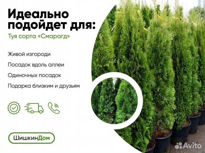 Туя смарагд 1,5м оптом