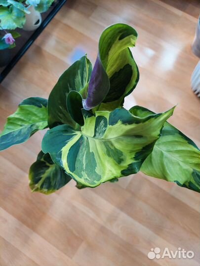 Калатея электрик шок