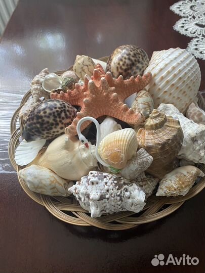 Набор морских ракушек