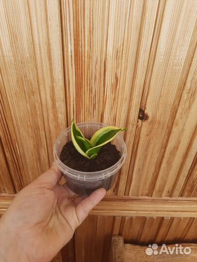 Сансевиерия ханни