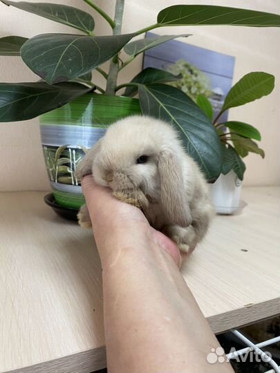 Декоративные кролики вислоухие барашки