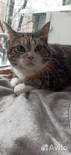 Кошка