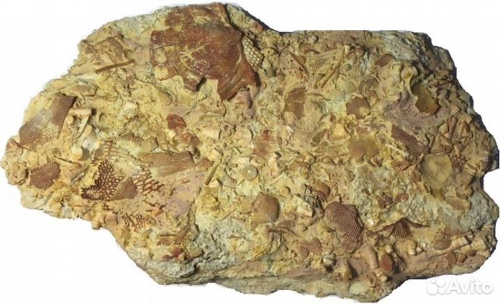 Окаменелое морское дно (танатоценоз) и Нуммулиты