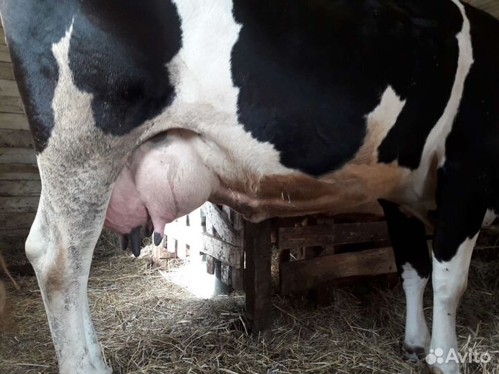 Корова высокоудойная