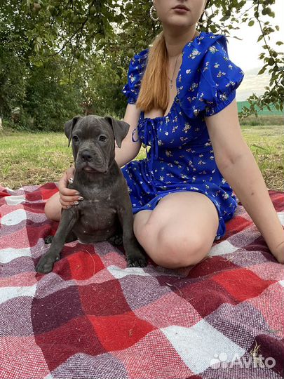 Американский булли