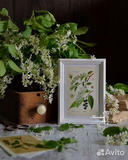 Ботаническая иллюстрация Черемуха