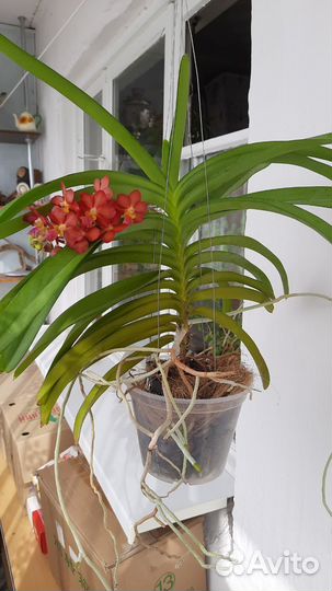 Ринхостилис