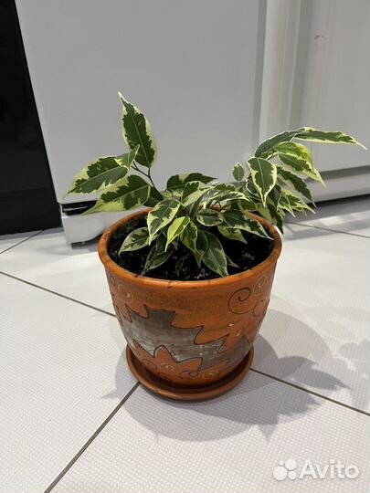 Фикус бенджамина