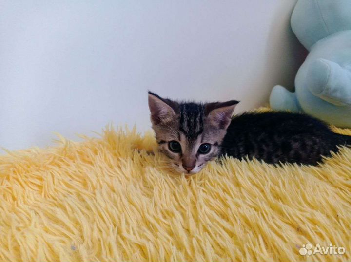 Котики бесплатно в добрые руки