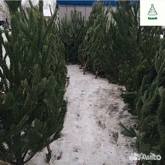 Елка живая сосна/ель с доставкой