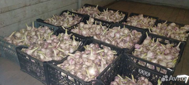 Продам чеснок
