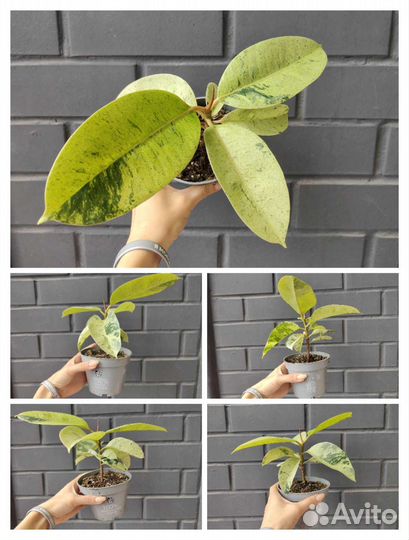 Фикусы эластика сортовые